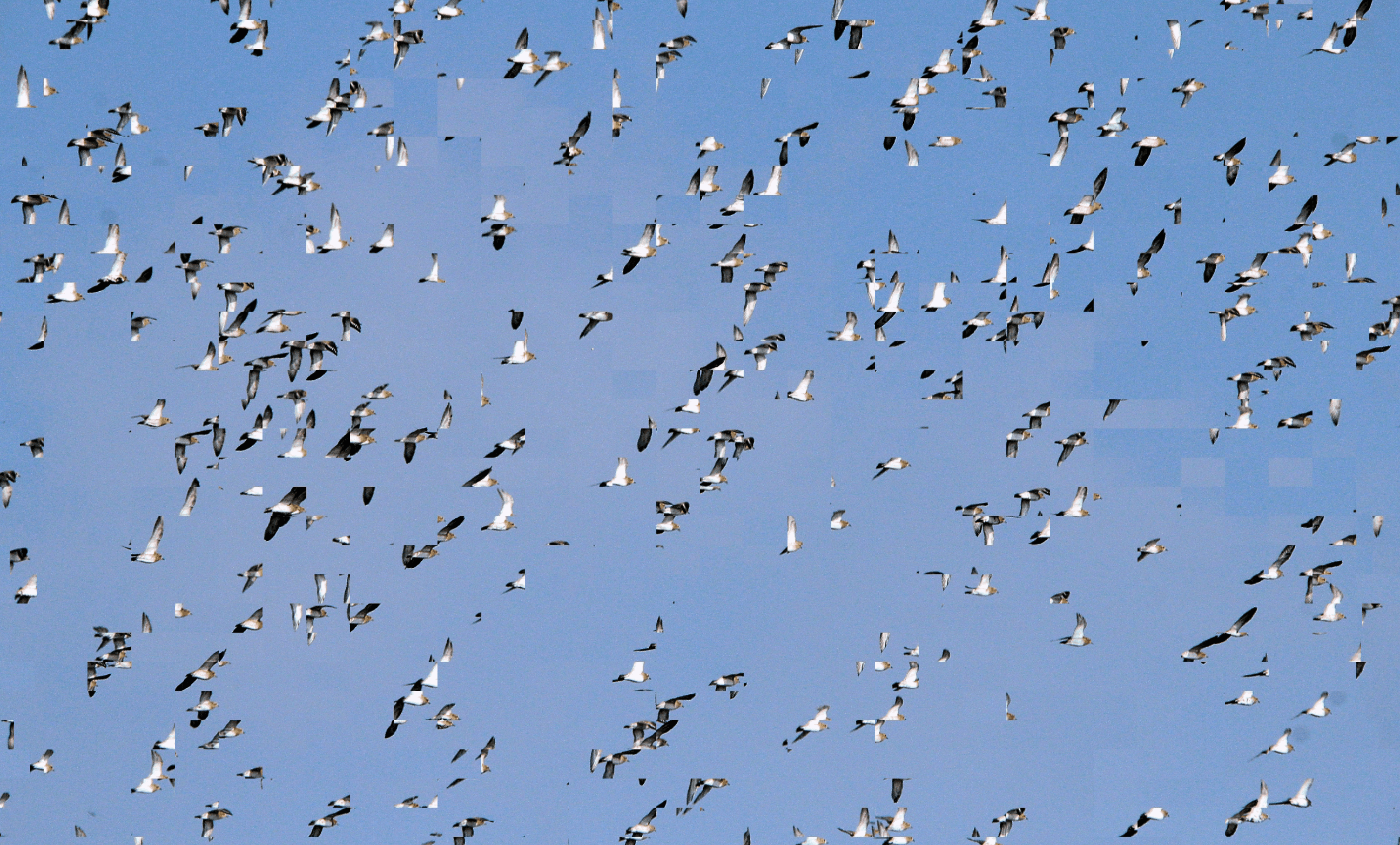 Flock 2