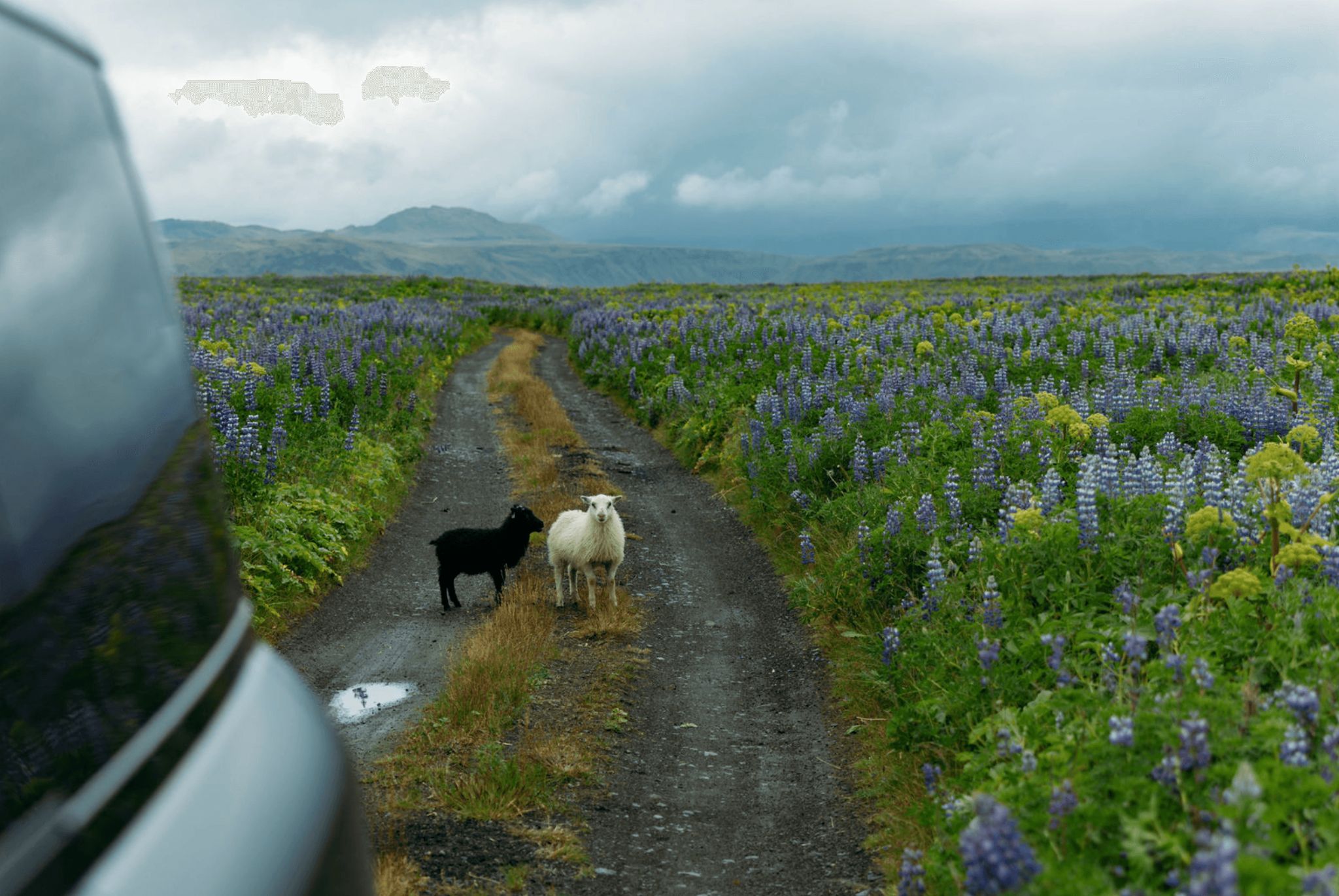 A black lamb and a white sheep stand on a dirt road running through a field of purple lupines
