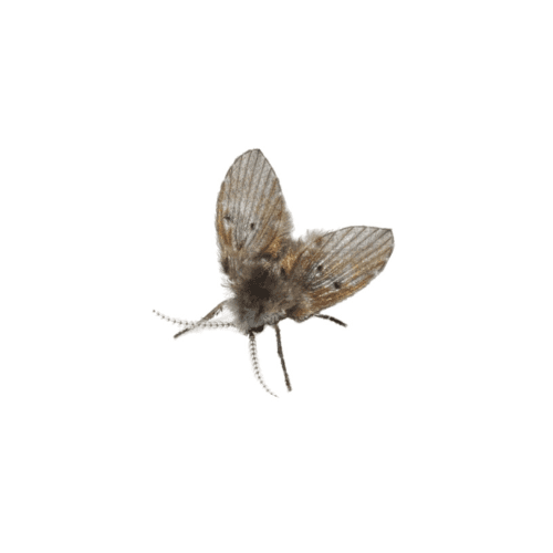 Rioolvliegenbestrijding