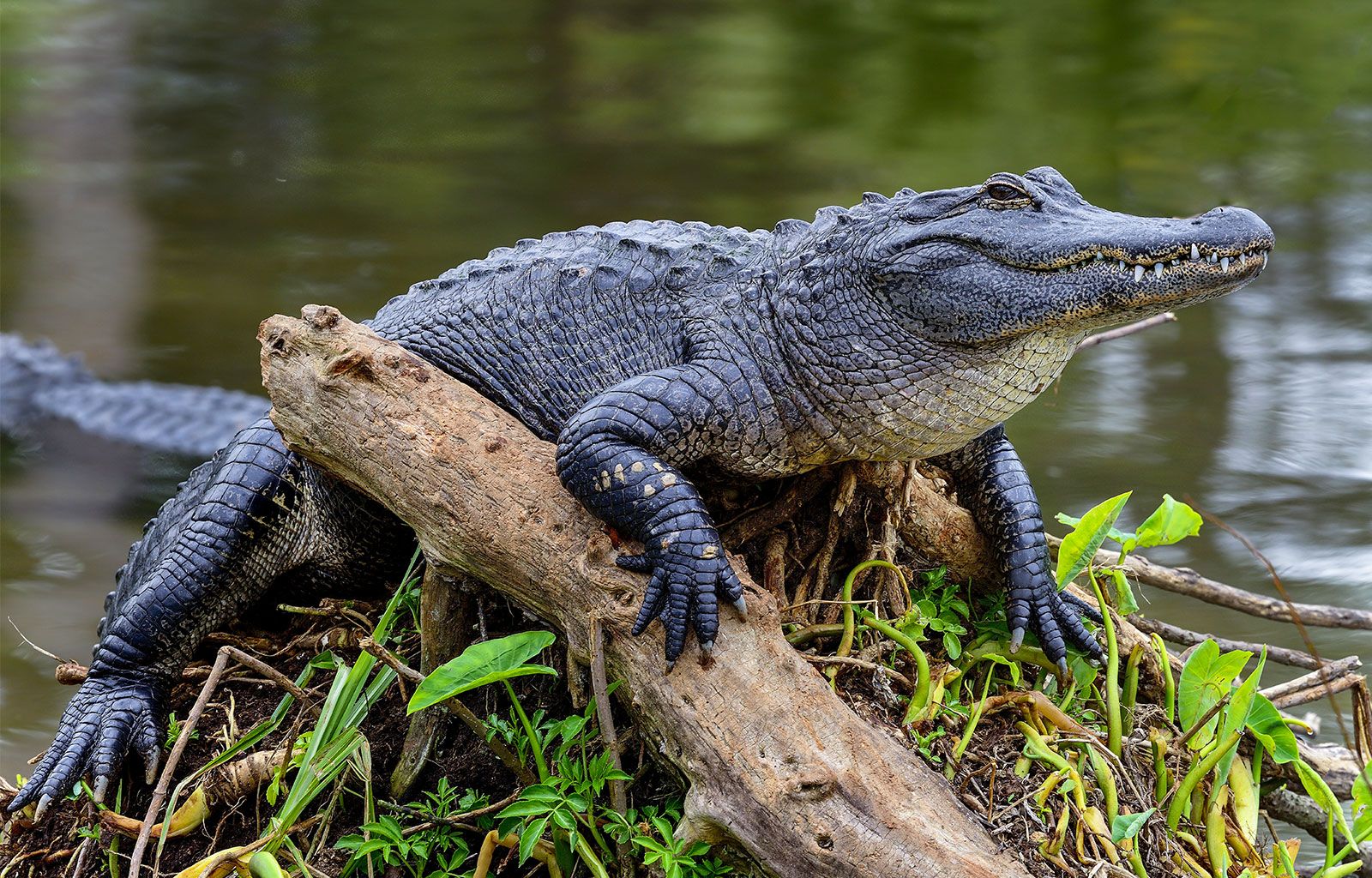 American Alligator