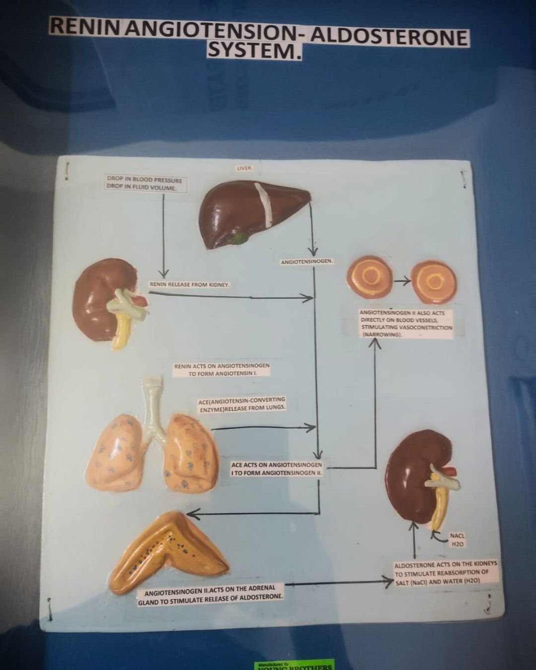 Renin-Angiotensin-Aldosterone System Model