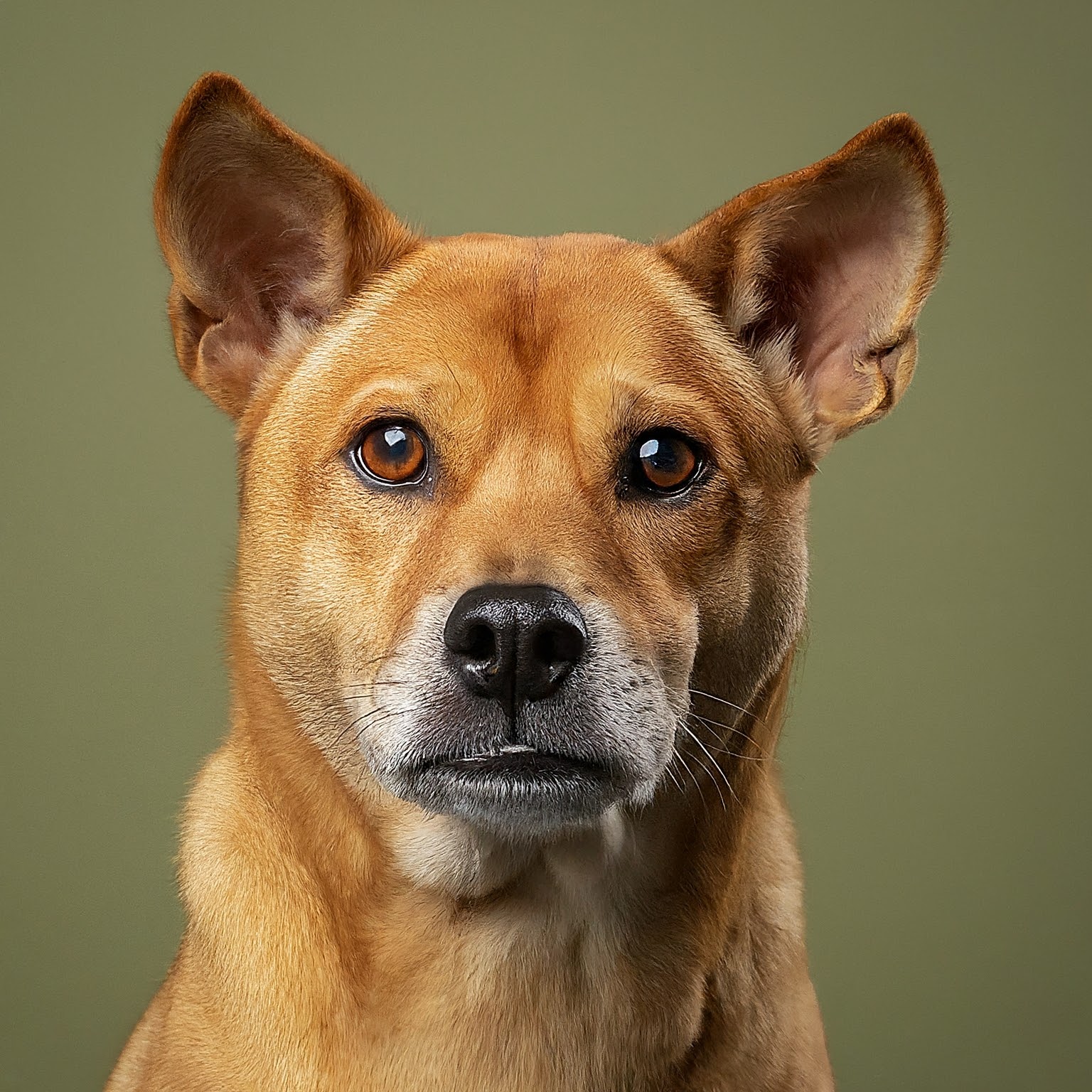 BUDDYUNO, Taiwan Dog