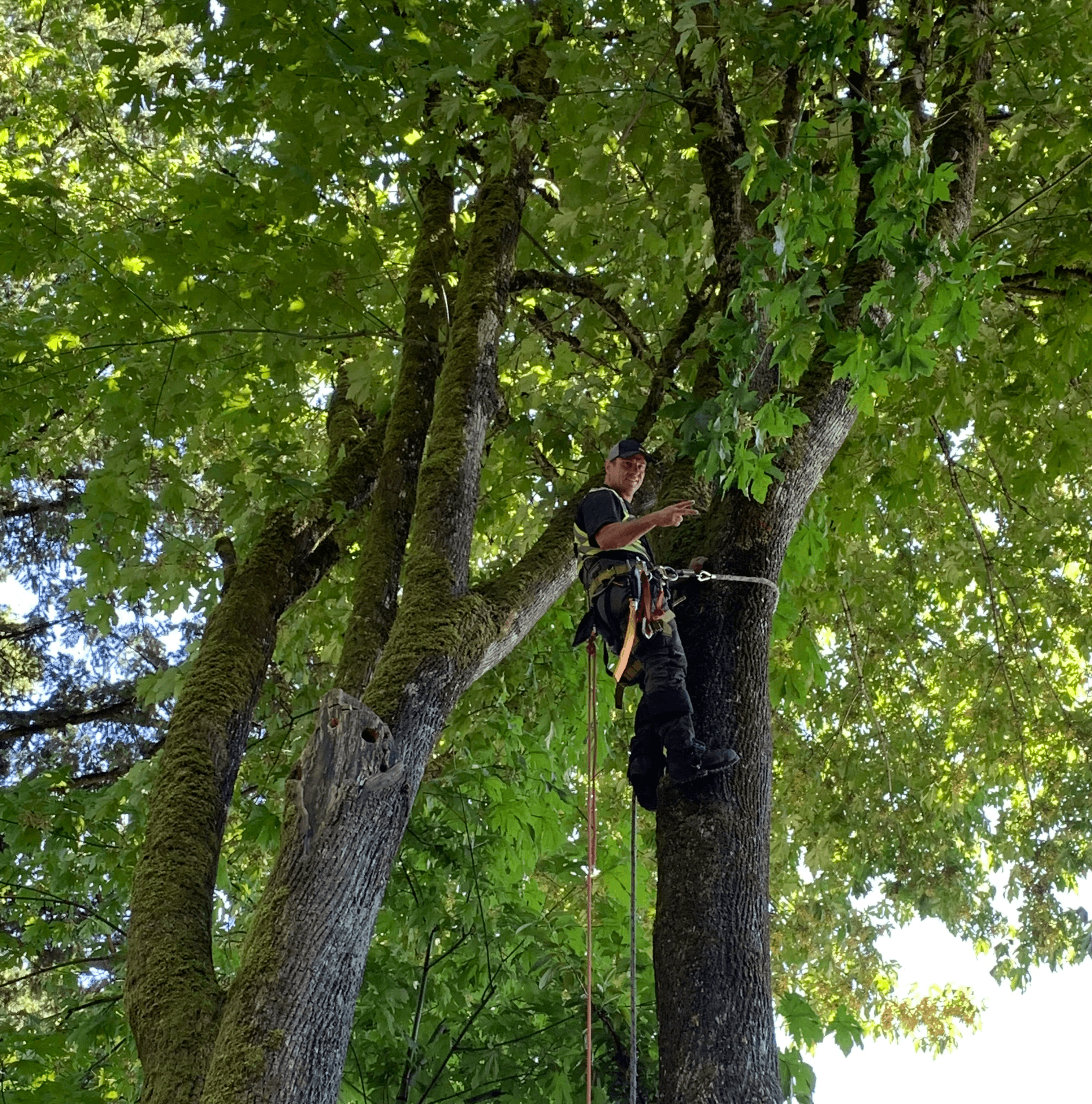 Man in safety gear in a tree