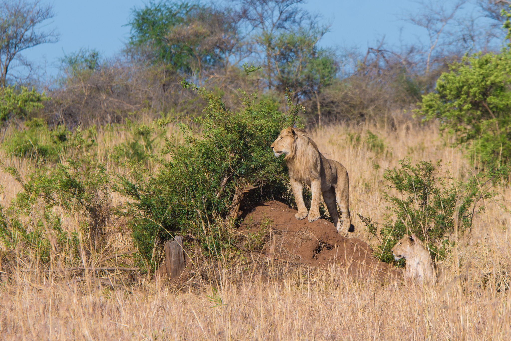 A lion pride in Kidepo Valley