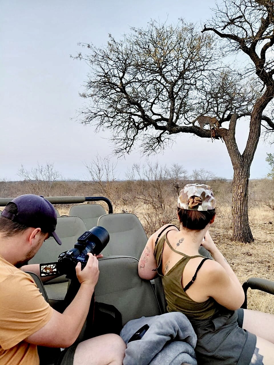 deux personnes prenant en photo un léopard dans un arbre