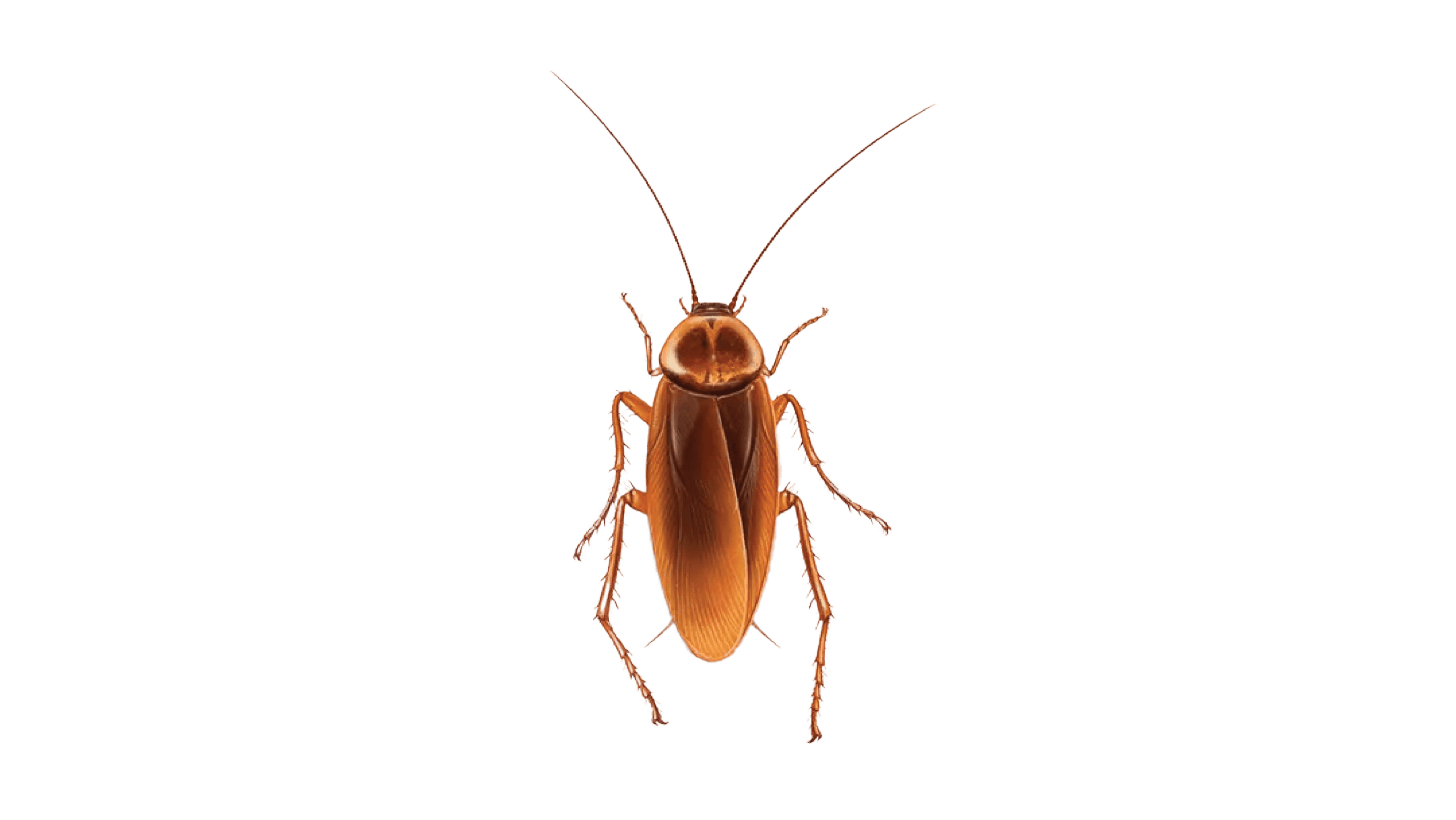 American Cockroach