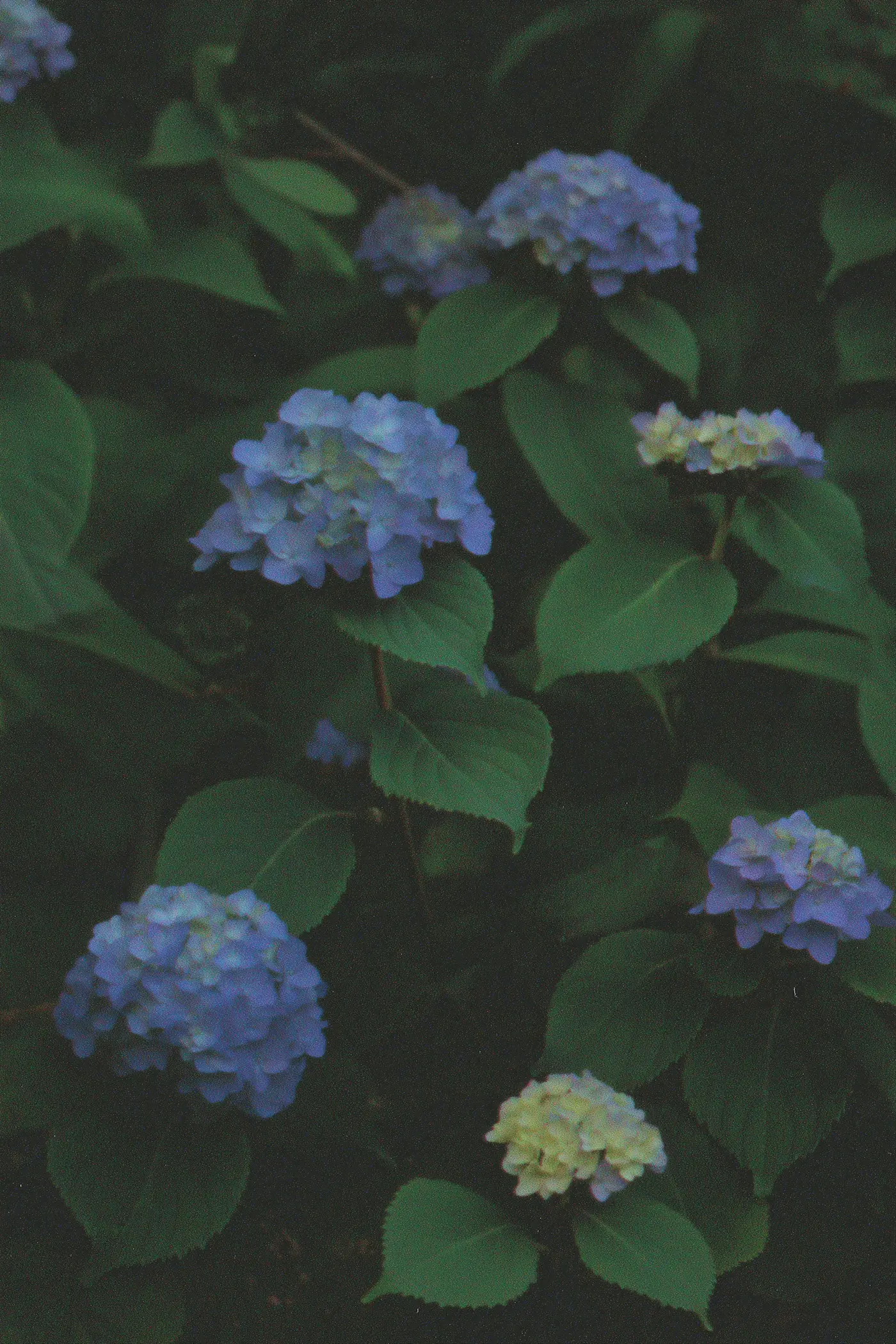 Blue hydrangea flowers among dark leaves