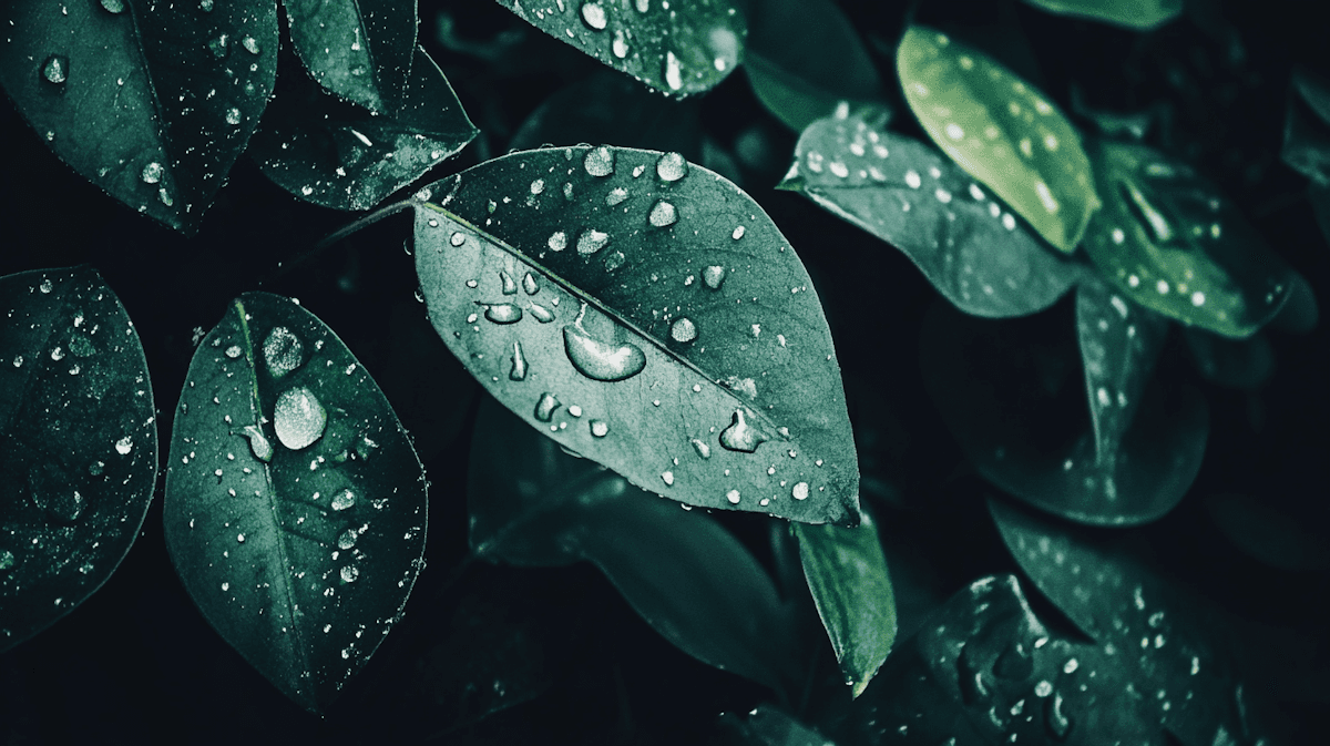 Close-up of lush, dark green leaves, some glossy and wet, against a muted background.