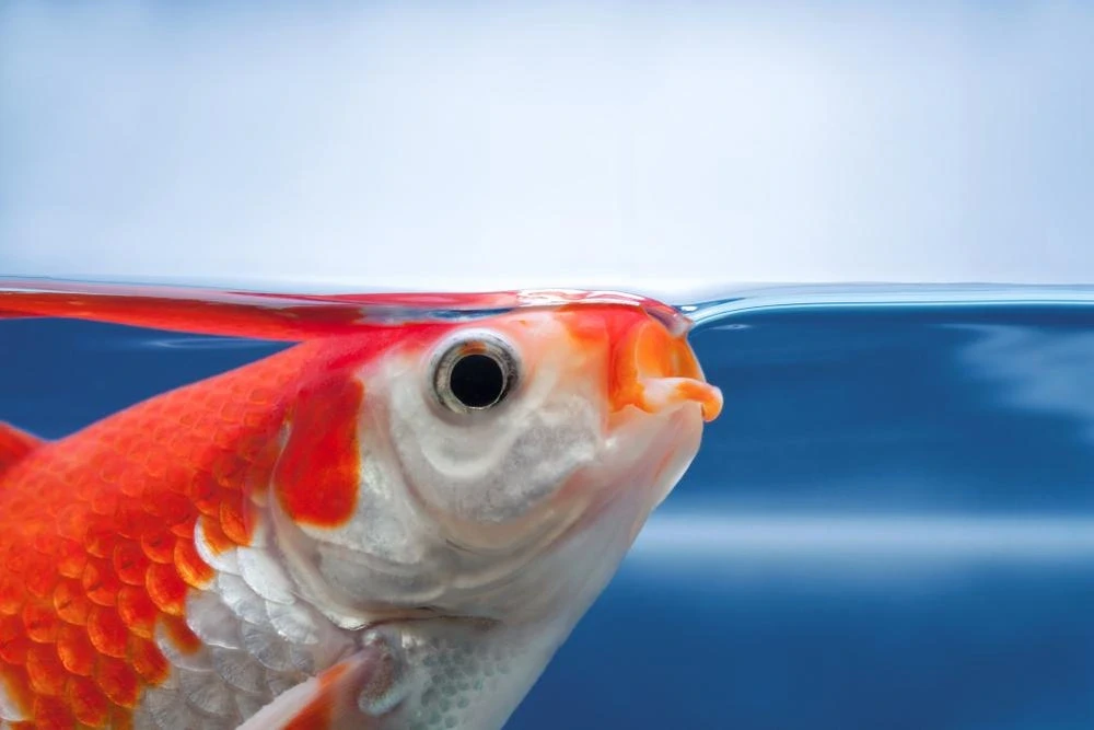 Fish Gasping at the Surface