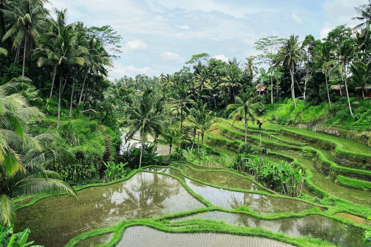 Rice fields in Ubud, Bali