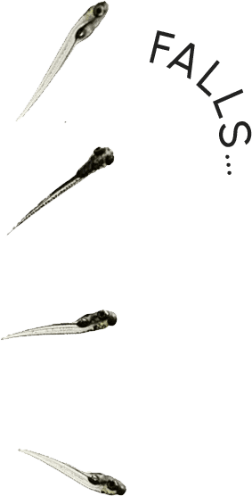 A fish larva rotates while falling in the water column. 