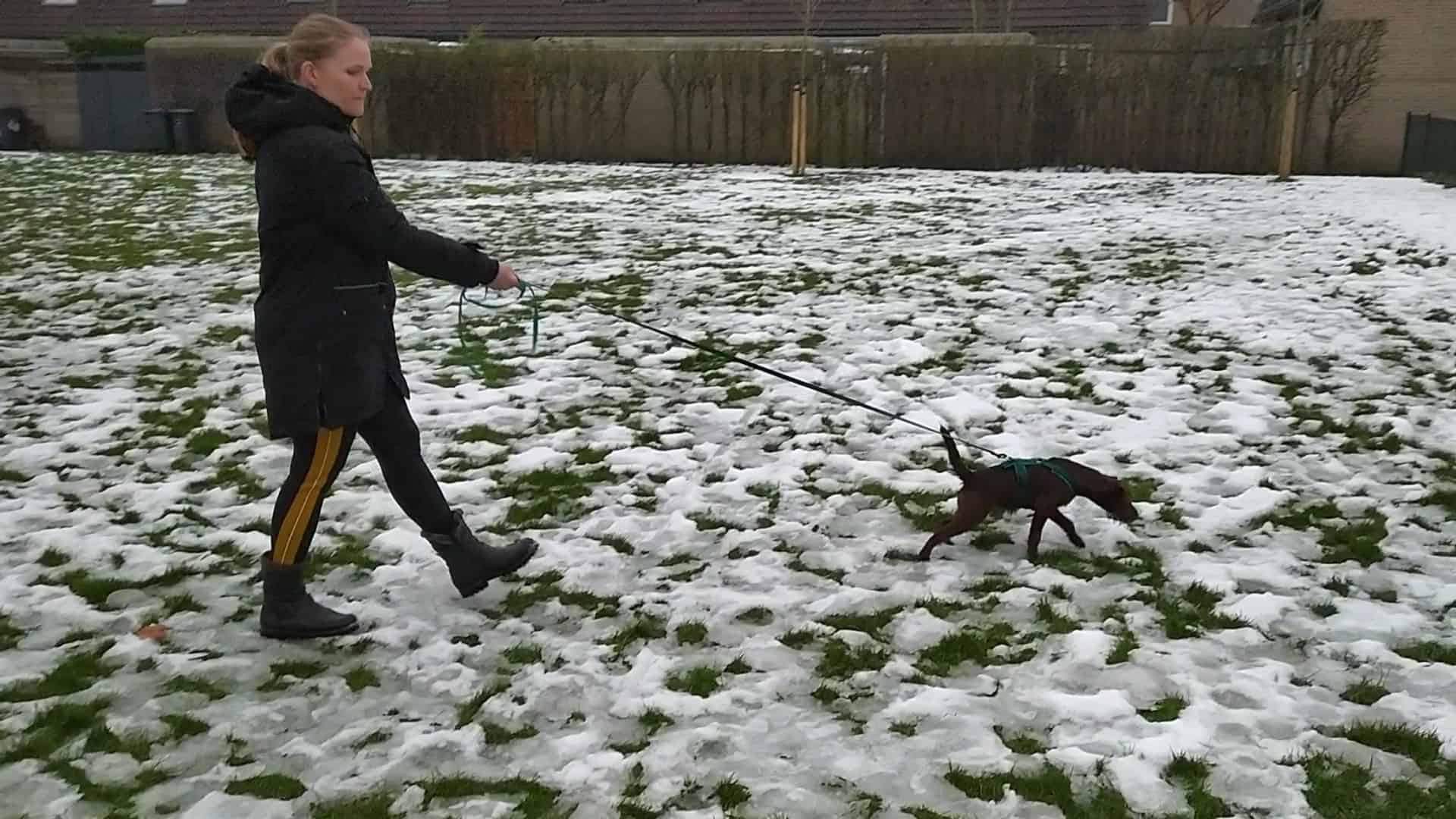De 3 redenen waarom een hond trekt aan de lijn (en wat jij daaraan kunt doen)