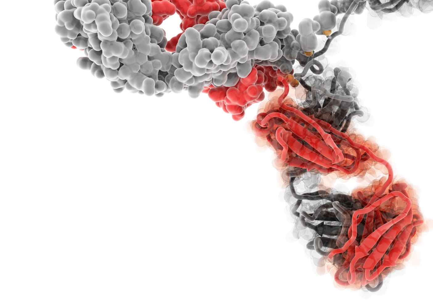 3D antibody model illustrating molecular structure