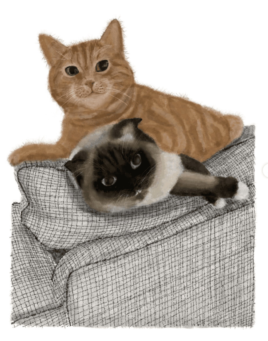 Orange tabby cat and Siamese cat cuddled together on a grey blanket