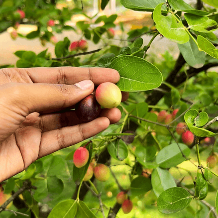 Karonda fruit