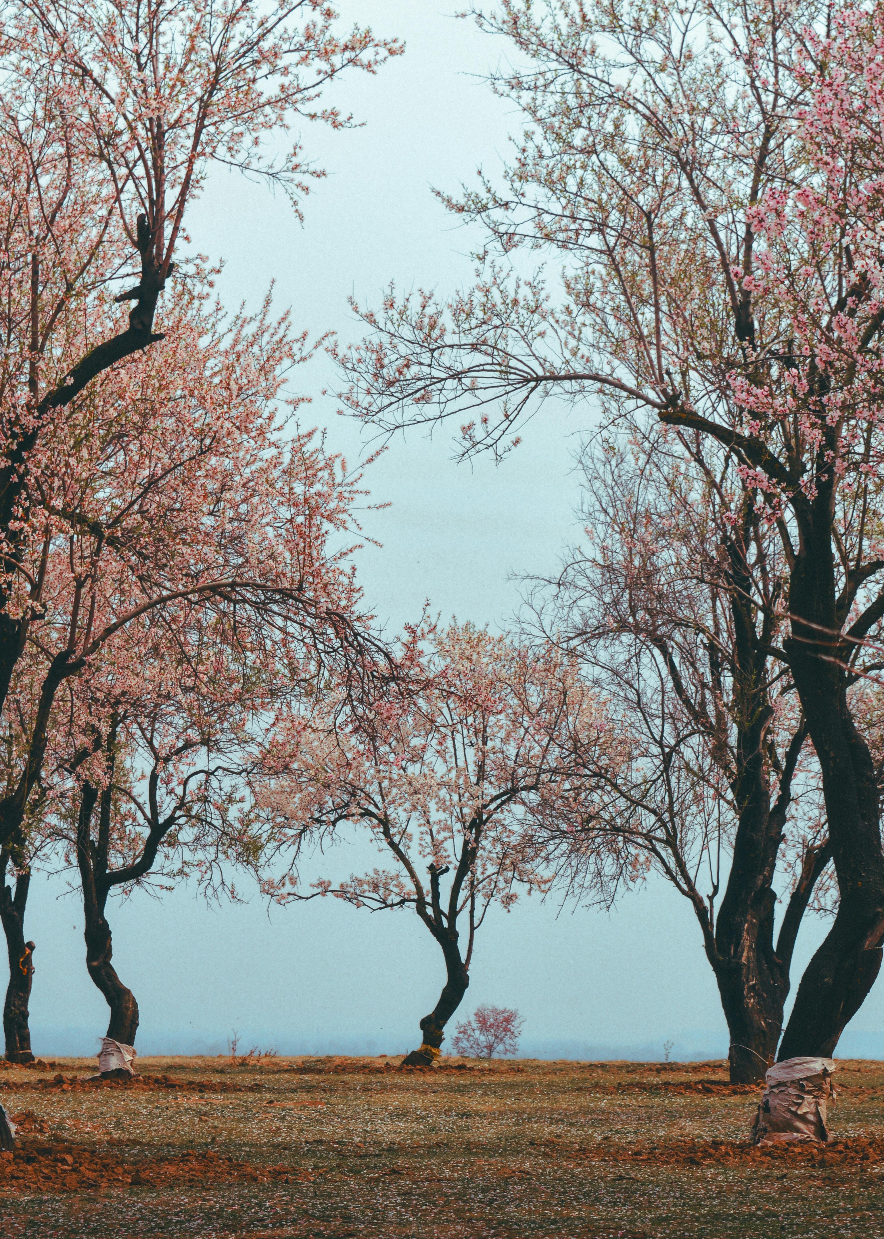 kashmir in spring