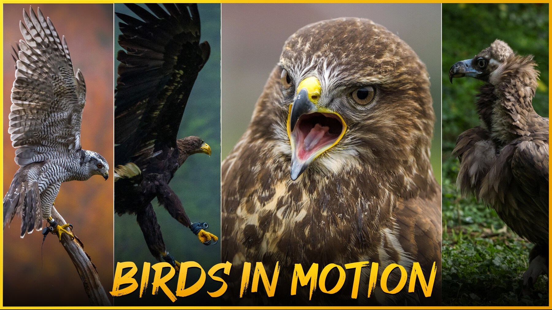 Birds in Motion