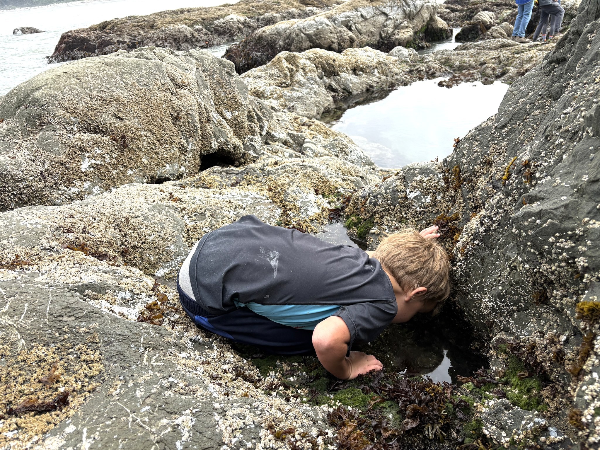 Tide pooling on the rocks along the Olympic Peninsula coast