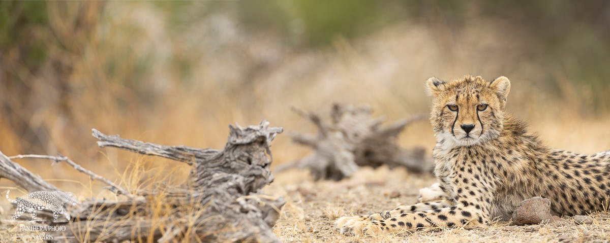 A Photographic Paradise: 9 Nights at Mashatu