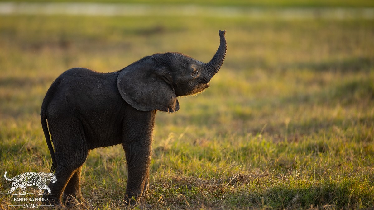 Amboseli Trip Report
