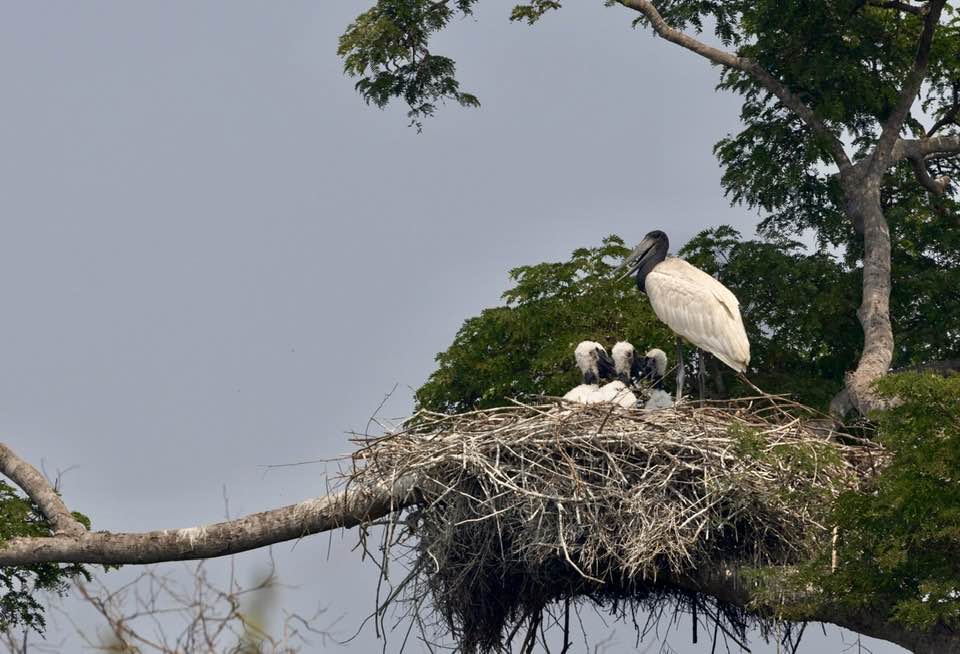 Brazil Safari - Guest Blog