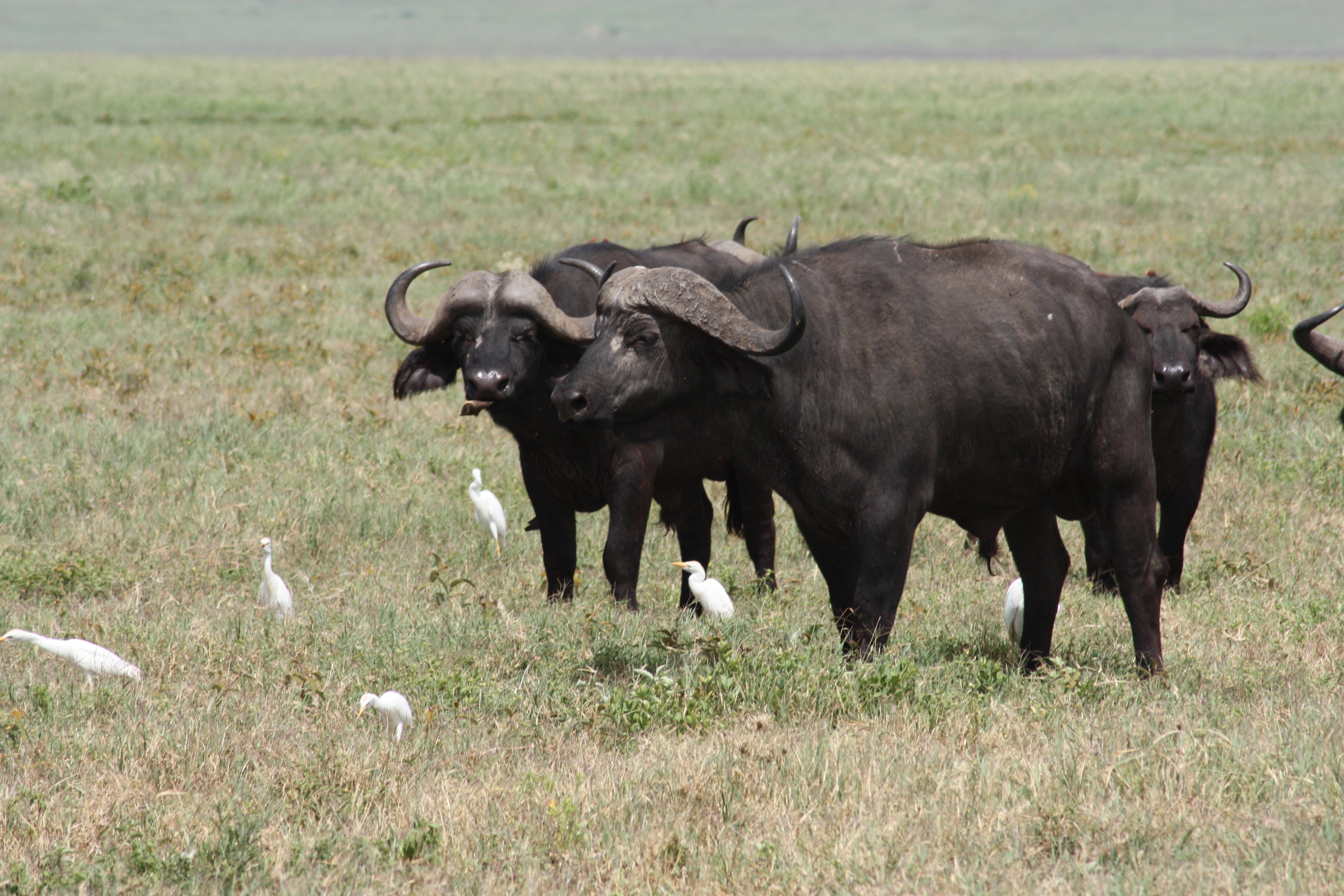 Buffalo grazing in the Ngorongoro Crater