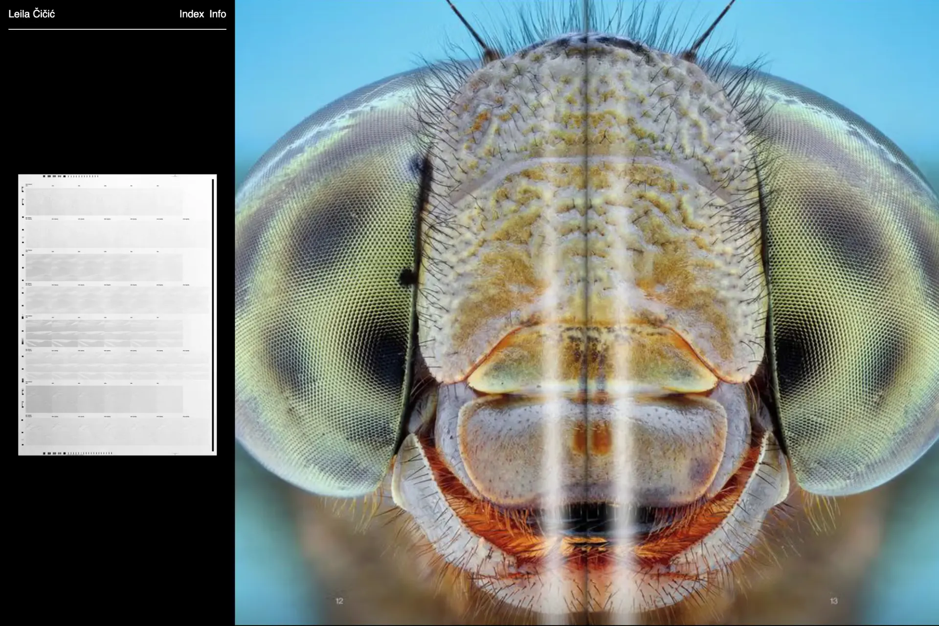 Screenshot of Leila Čičić website
