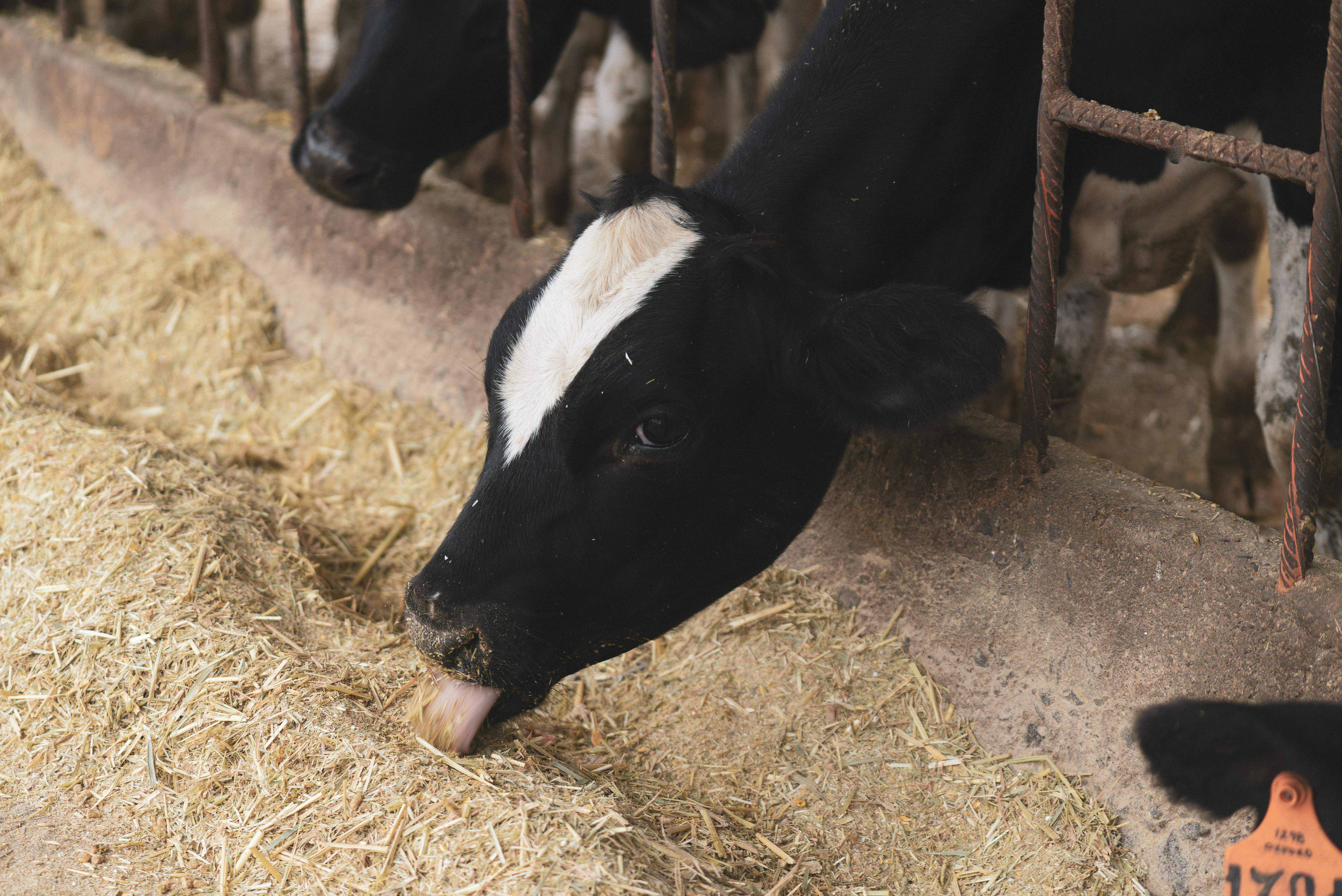 Cómo usar levaduras en la dieta de rumiantes para mejorar la fermentación ruminal