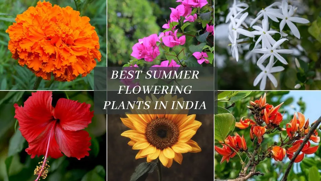 Summer Flowering Plants to Grow in India