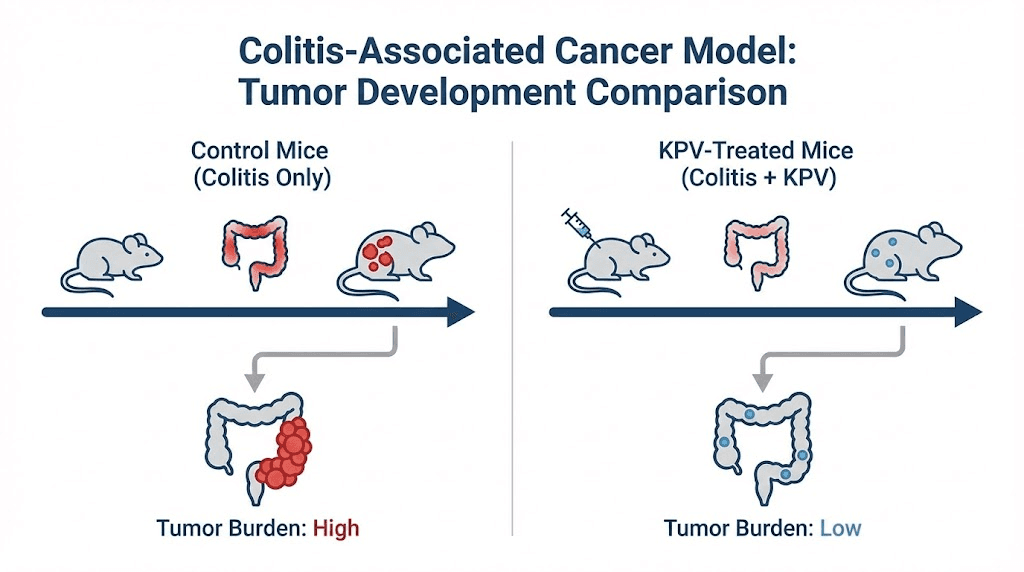 KPV treatment reduces tumor development in colitis-associated cancer mouse model