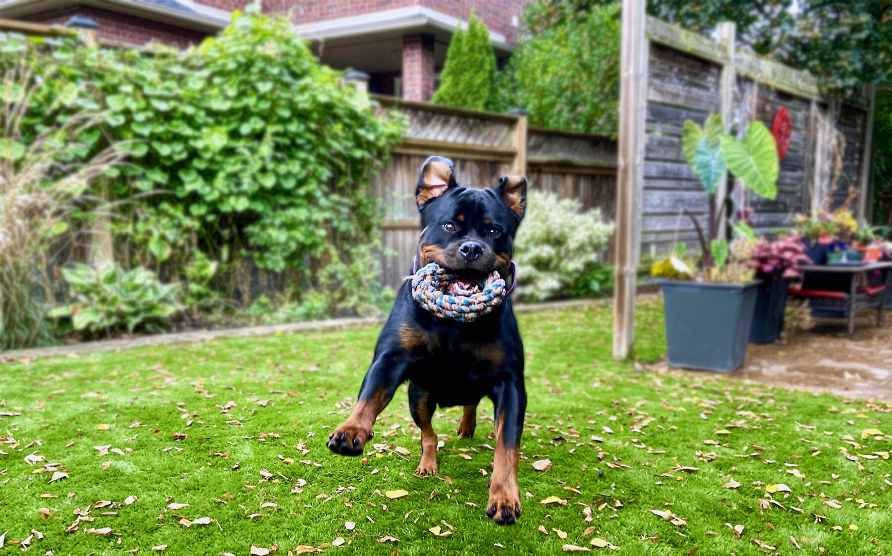 A playful dog with a colorful toy in its mouth dashes across the lush AGL Grass of a backyard, capturing a moment of joy and freedom in the 
