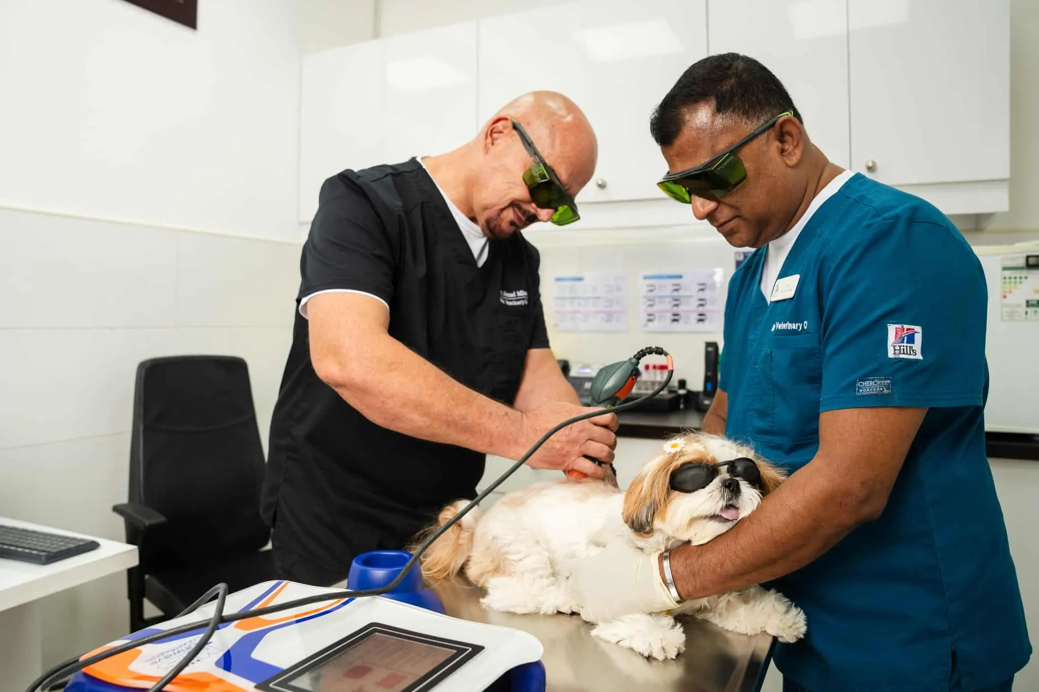 Two veterinarians are performing laser treatment on a dog in our vet clinic.