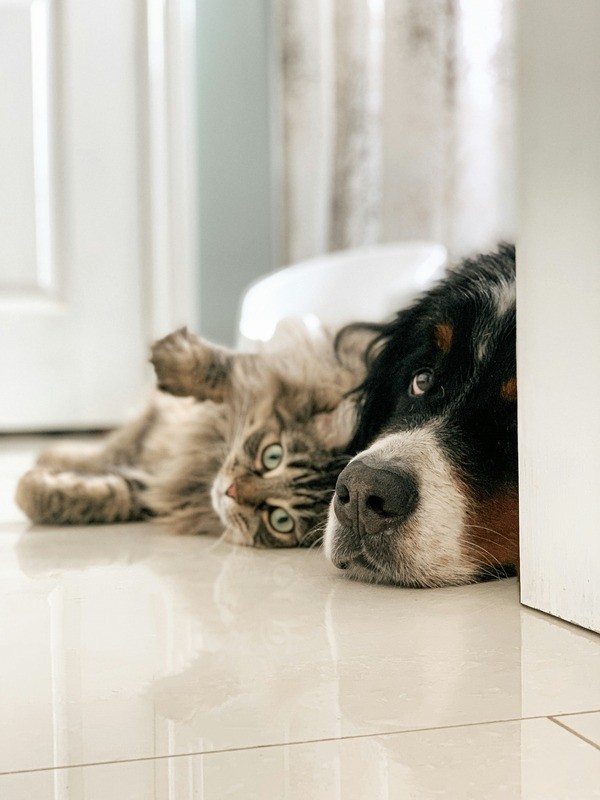 Dog and cat laying together