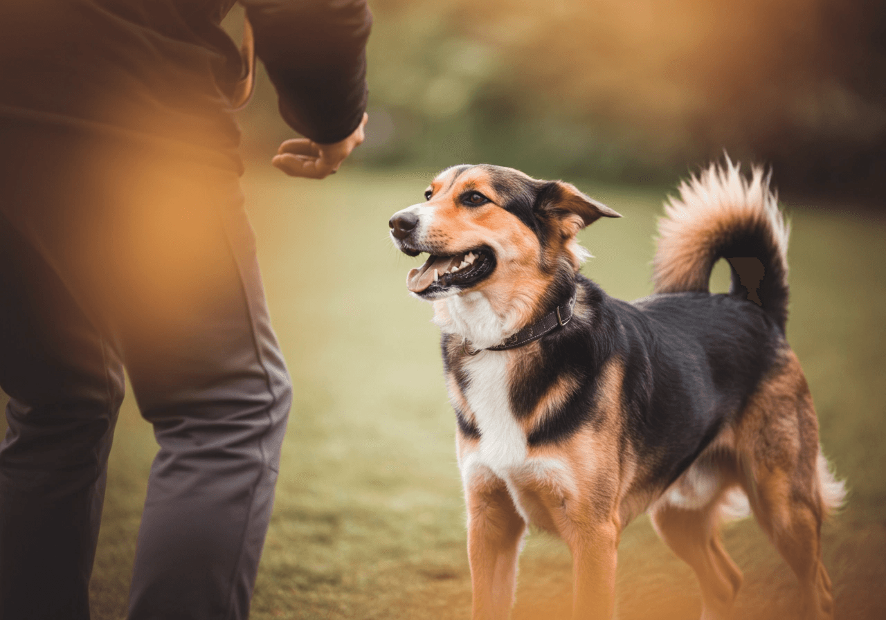 A happy, relaxed dog being trained