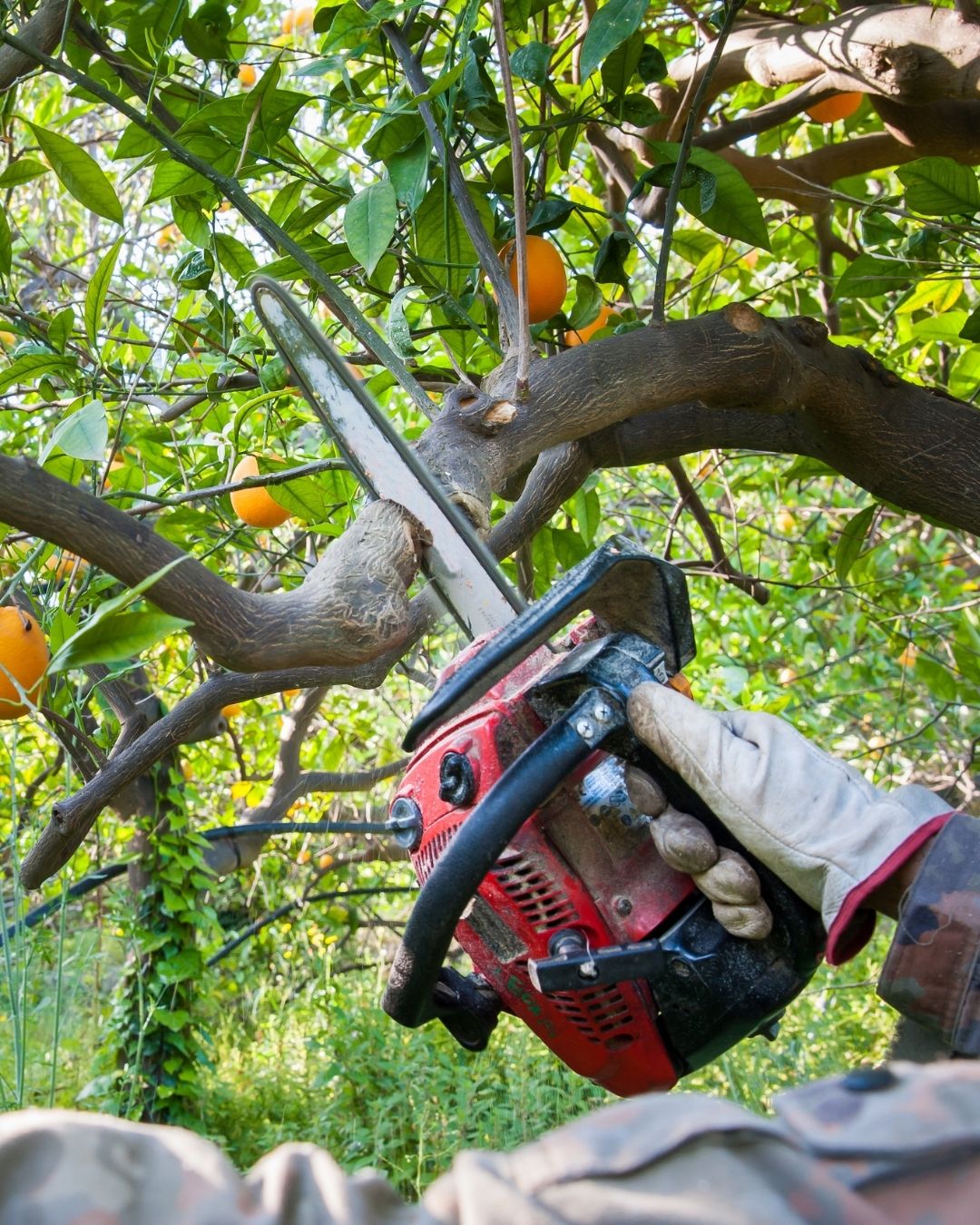 How Can We Help With Residential Tree Pruning