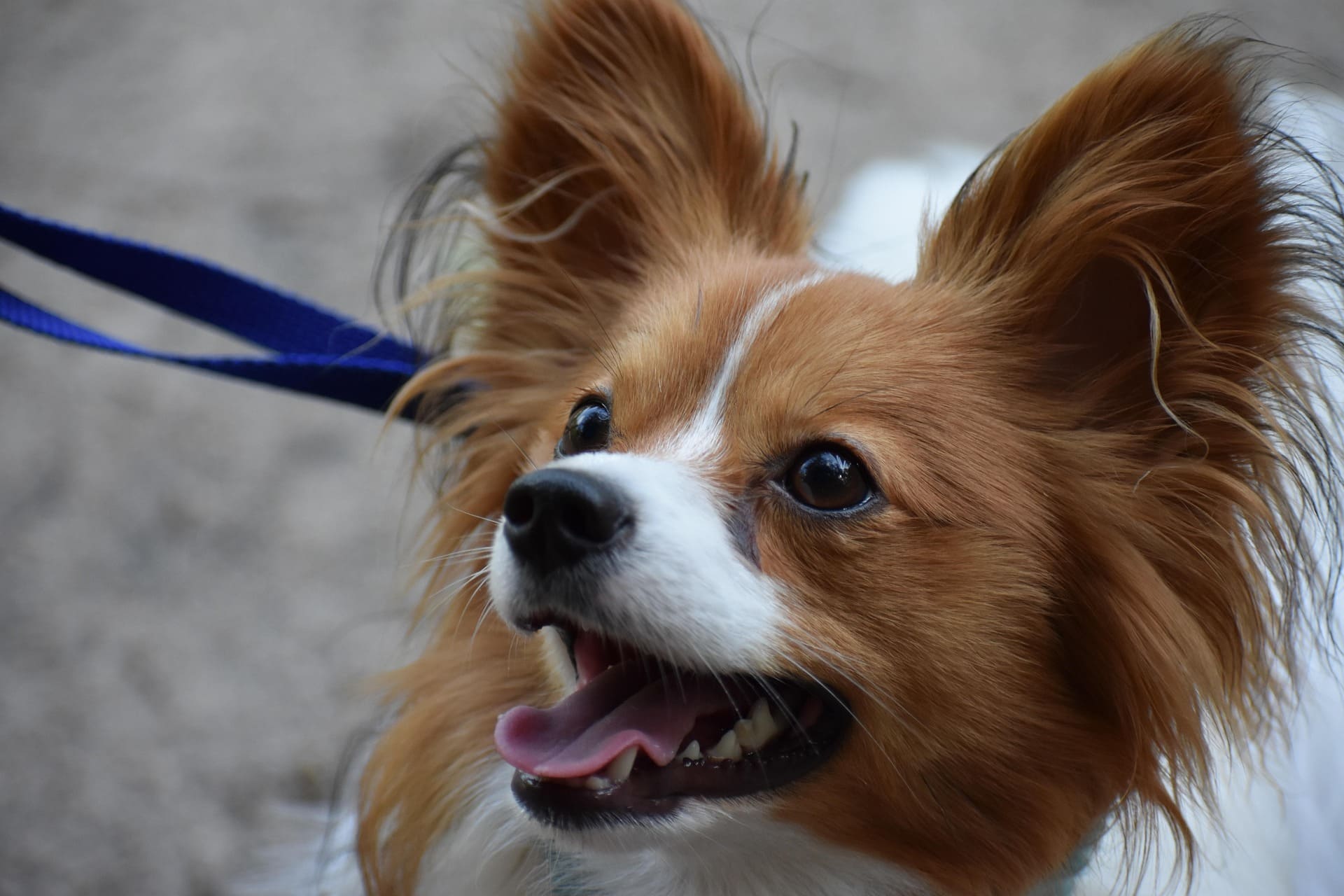 A Papillon is looking up and smiling. It has a blue leash.