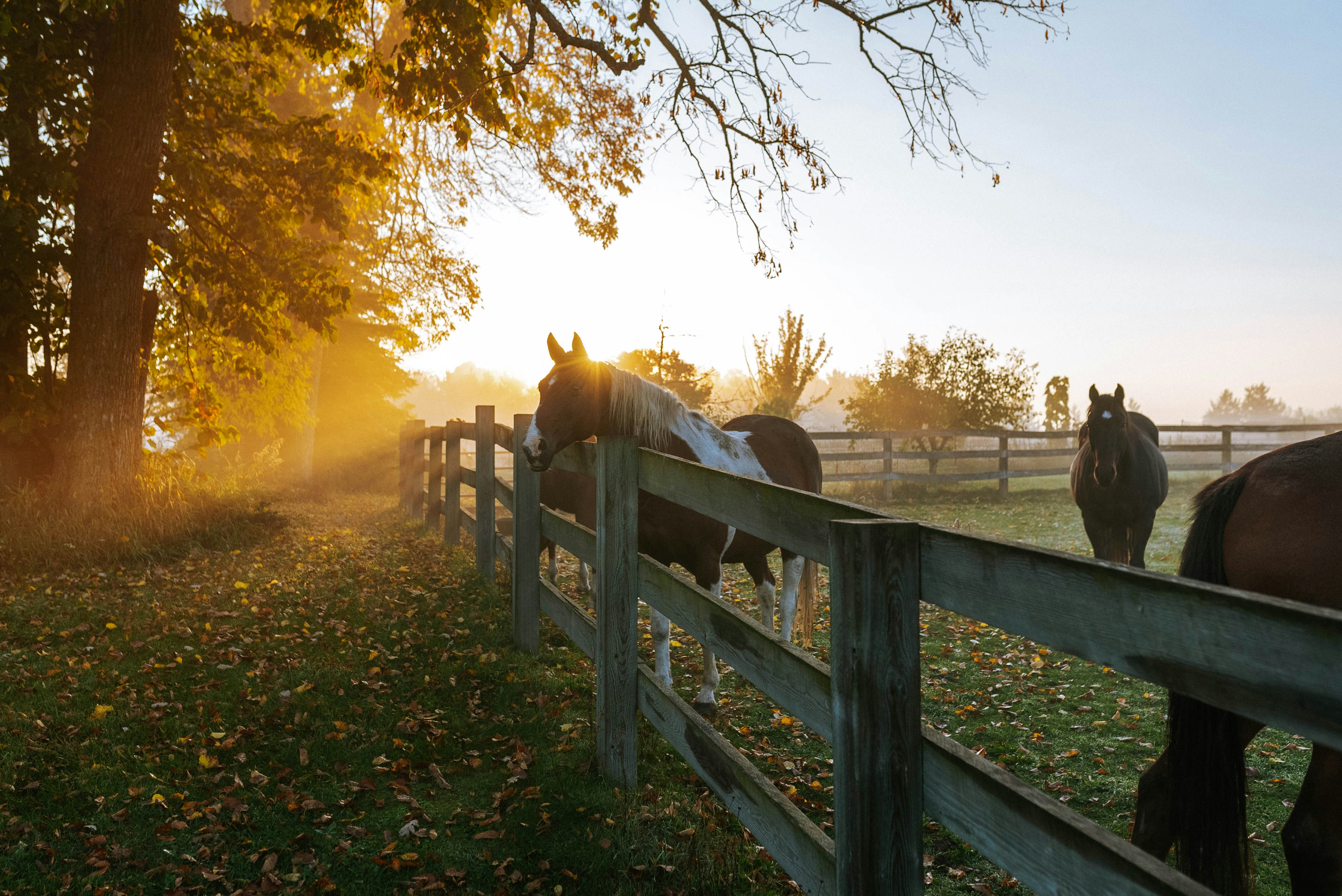 Discover the art of fence repair in Everett: from signs of damage to cost considerations and finding reliable services. Keep your fence sturdy!