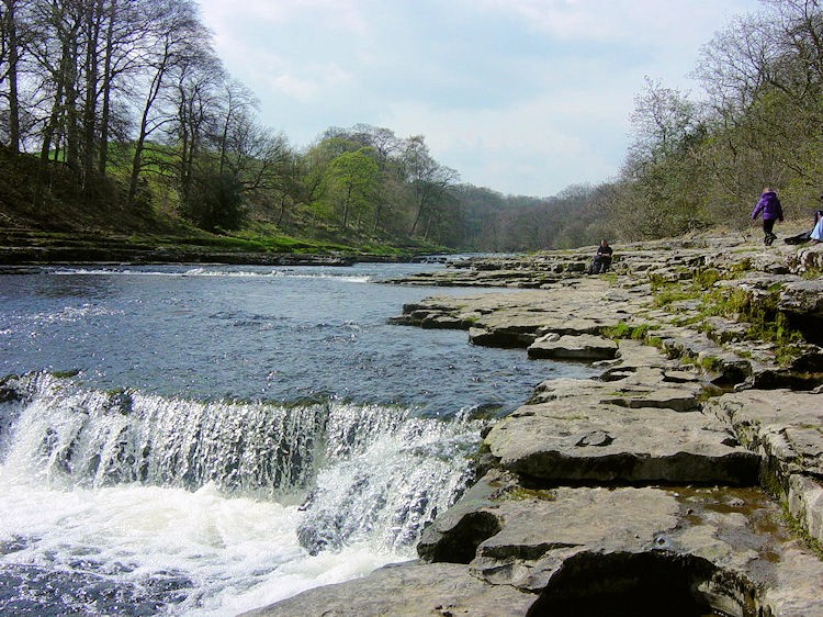 Scenic river landscape with small waterfall cascading over rocky ledge, surrounded by spring woodland in countryside