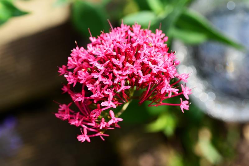 Valeriana