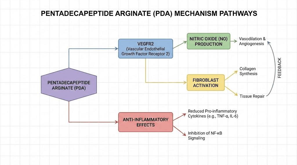 How penta deca peptide arginate works mechanism of action pathways