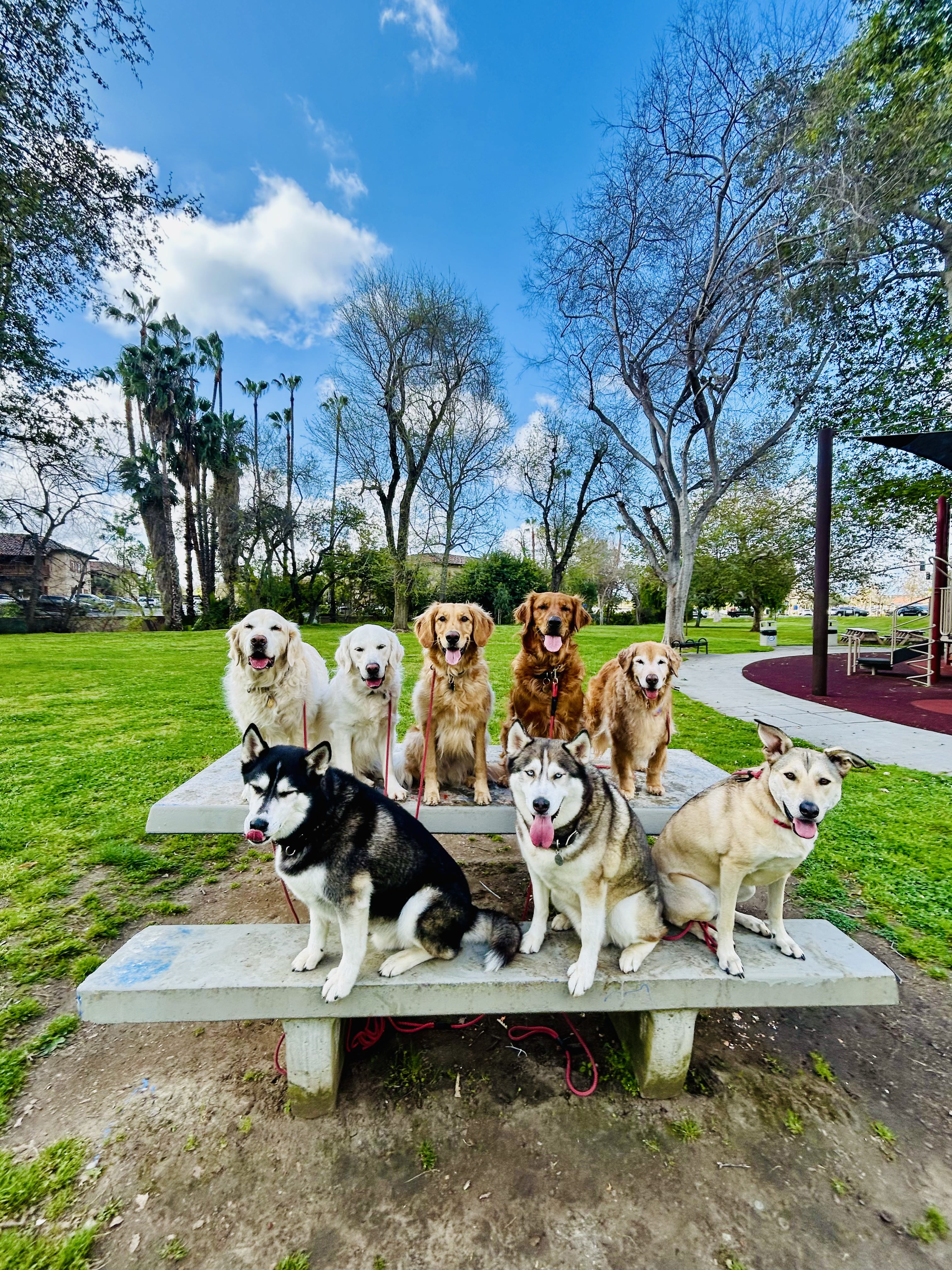 Eight dogs lined up on a picnic table during a group pack walk
