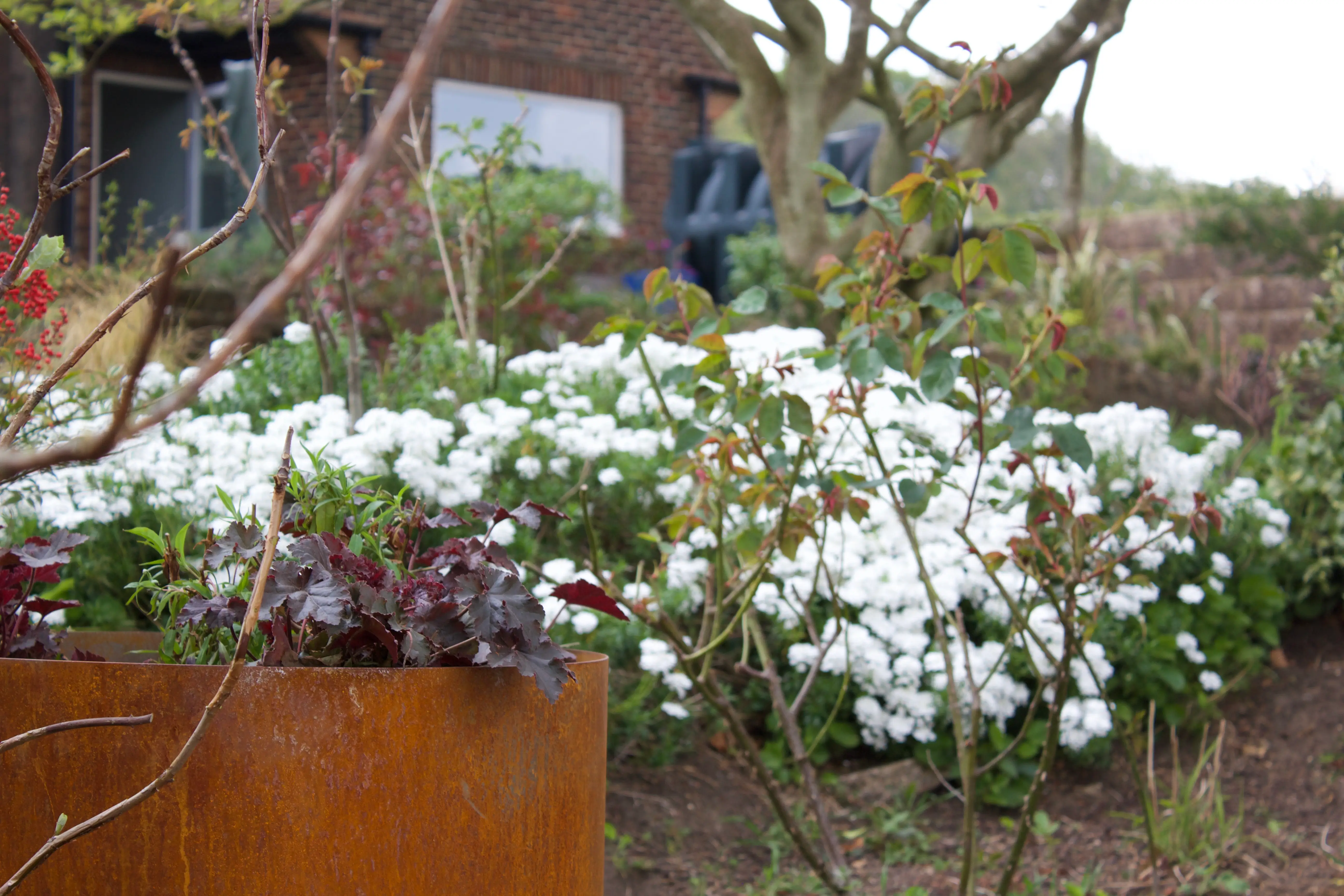 A garden filled with white flowers and greenery, showcasing a serene outdoor setting.