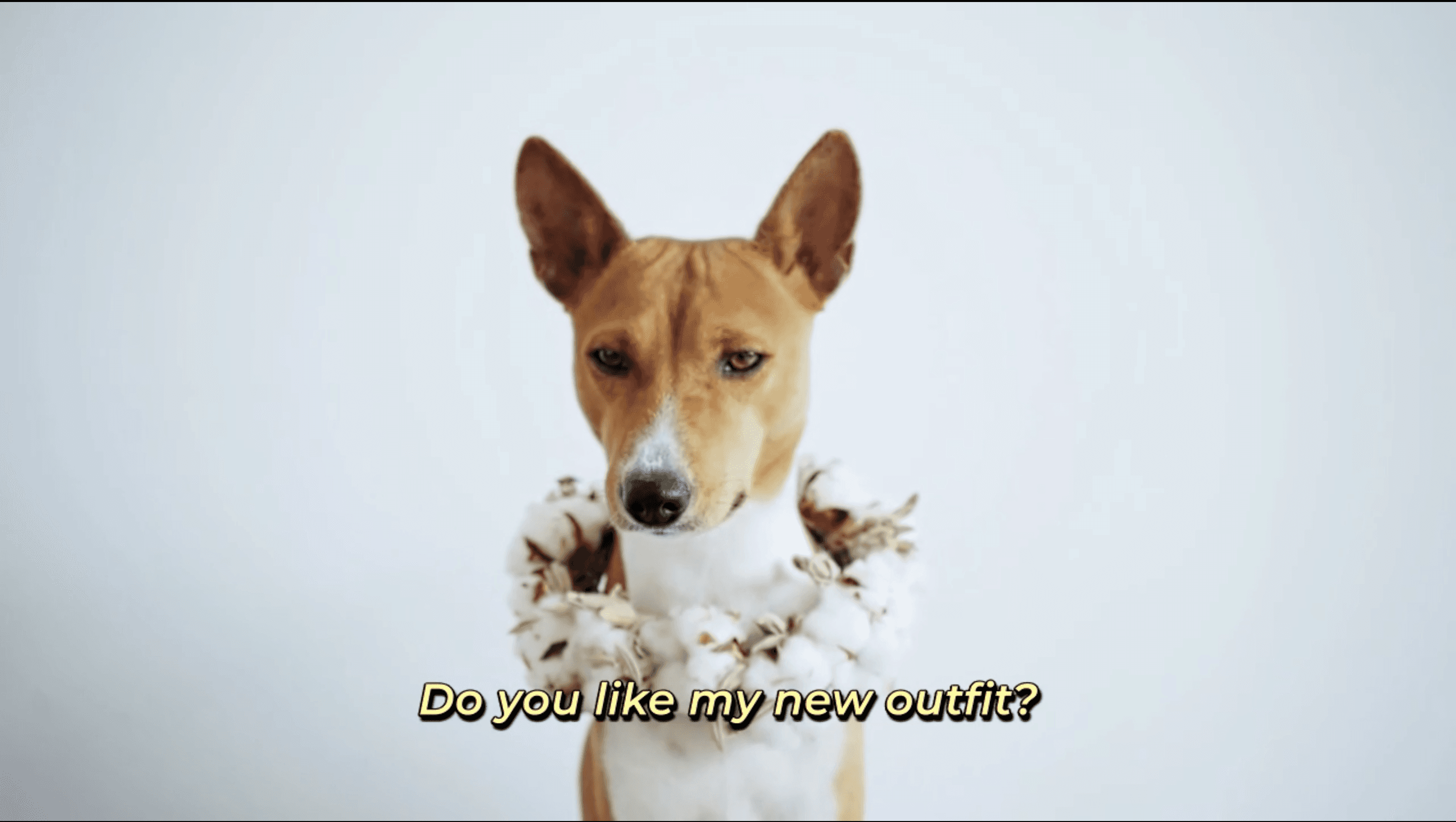 Even dogs care about their clothes