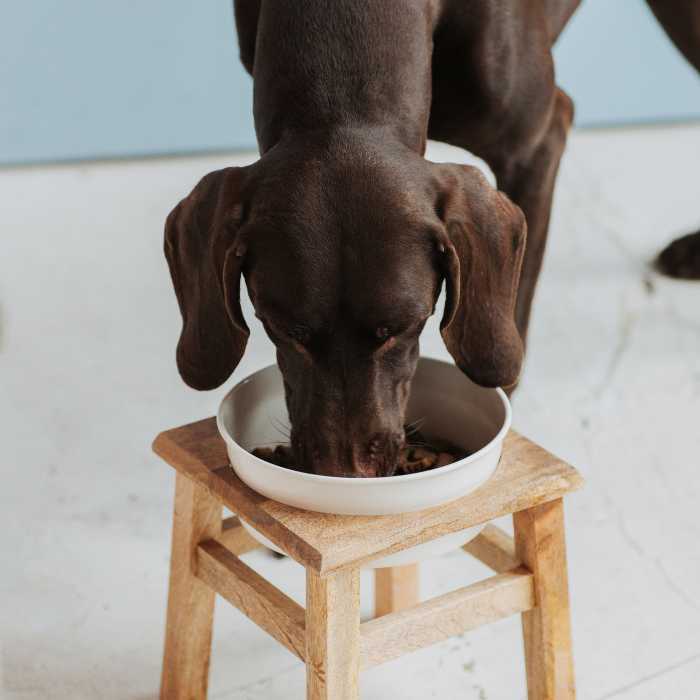 Suns veterinārās pārbaudes laikā