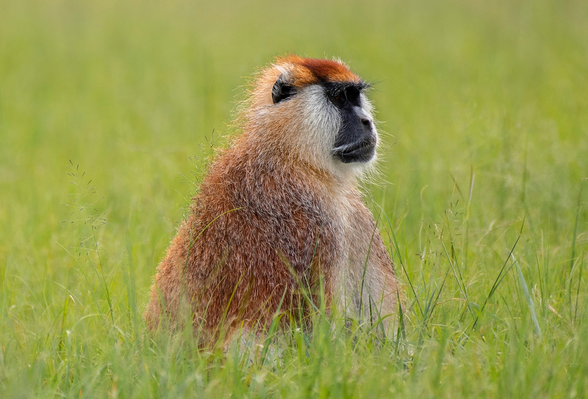 A patas monkey