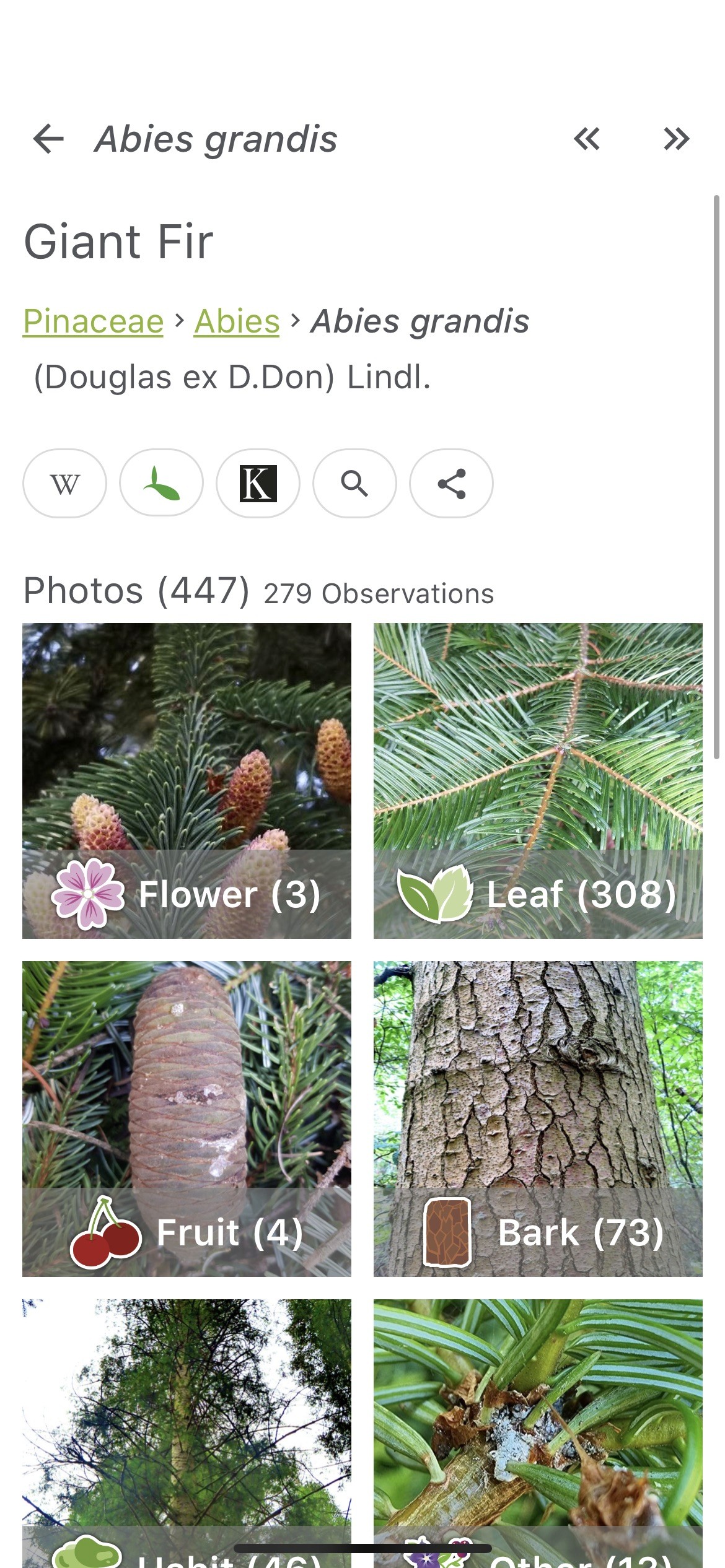 plant net screenshot: info page with photos for giant fir