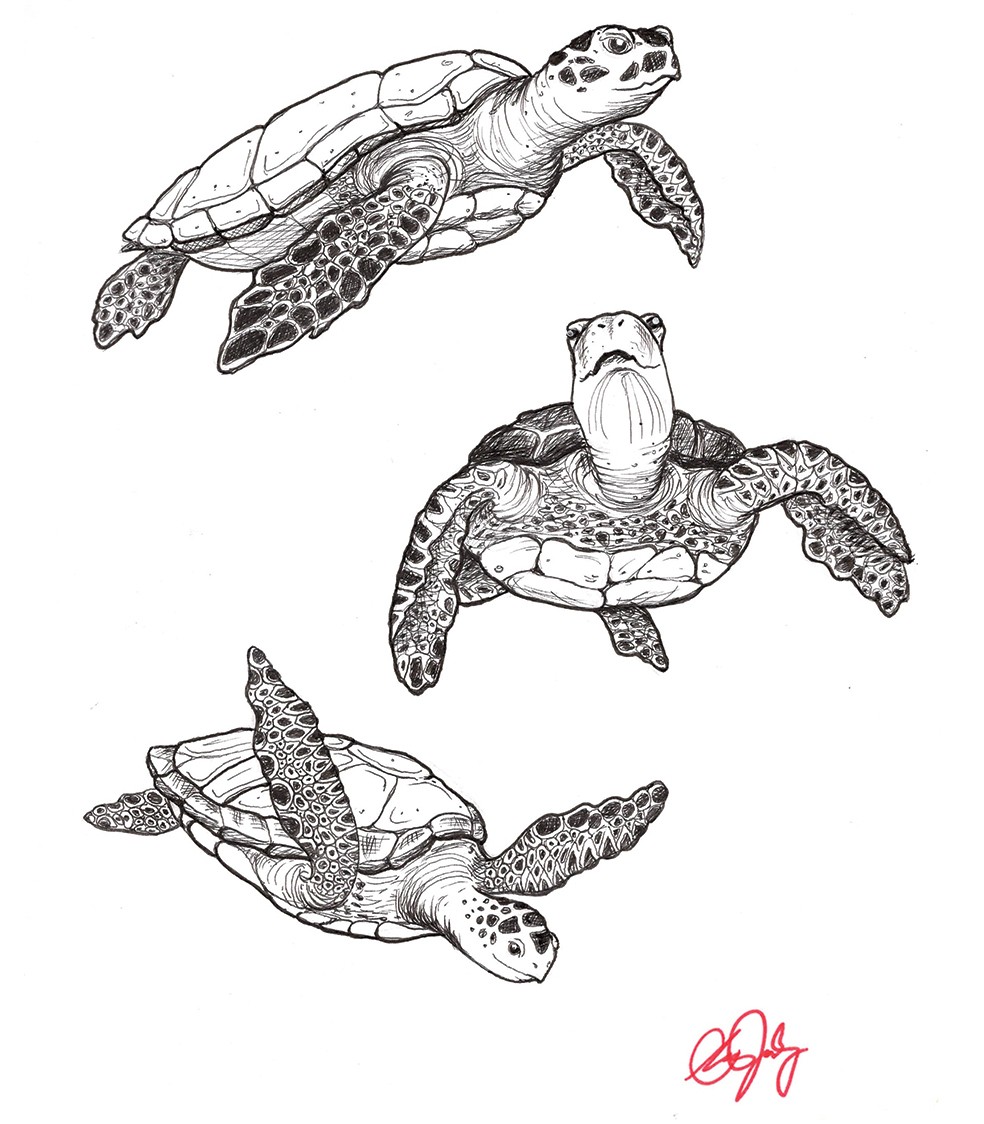 Drawing of three turtles. 