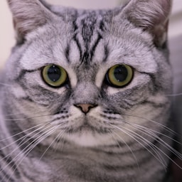 Goji