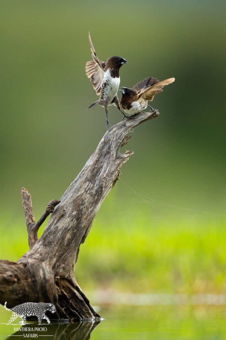 Kambaku River Lodge Bird hide Safari Trip Report