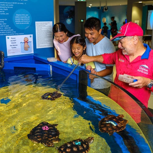 Станции спасения и реабилитации черепах с сеансами кормления